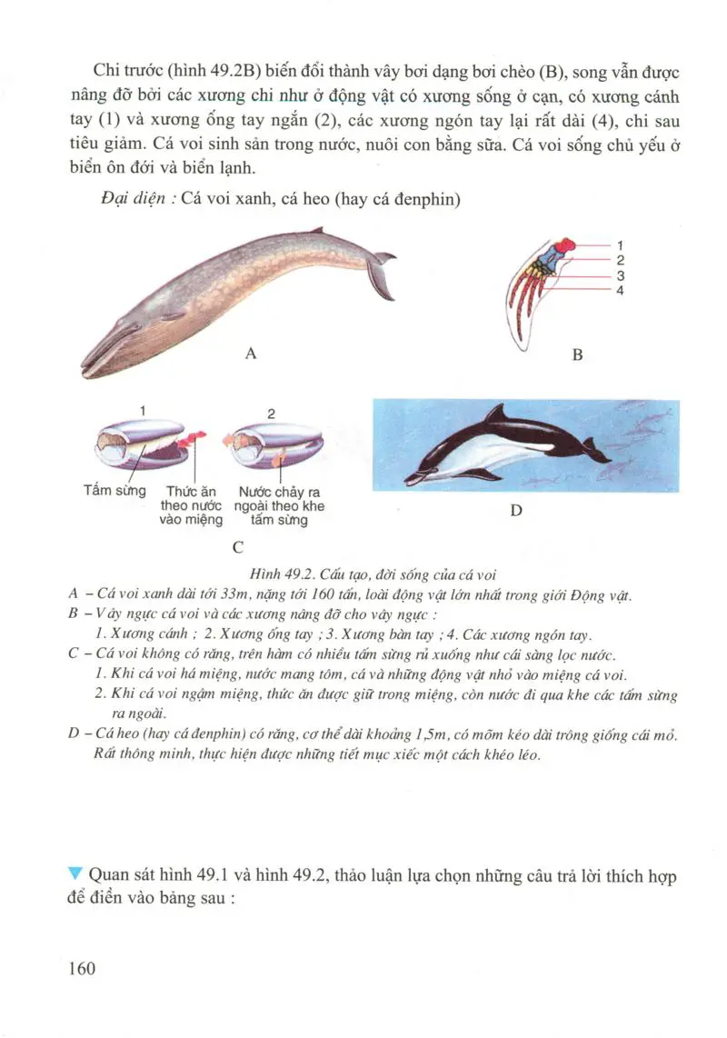 Bài 49: Đa dạng của lớp thú bộ dơi và bộ cá voi